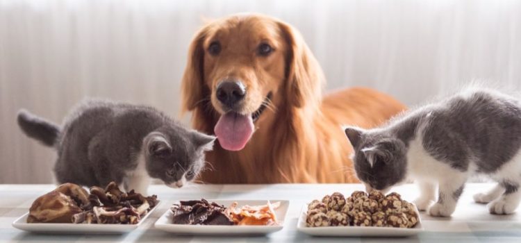 chat-chien-mangent
