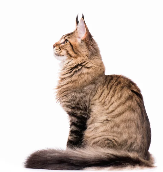 chat-de-profil