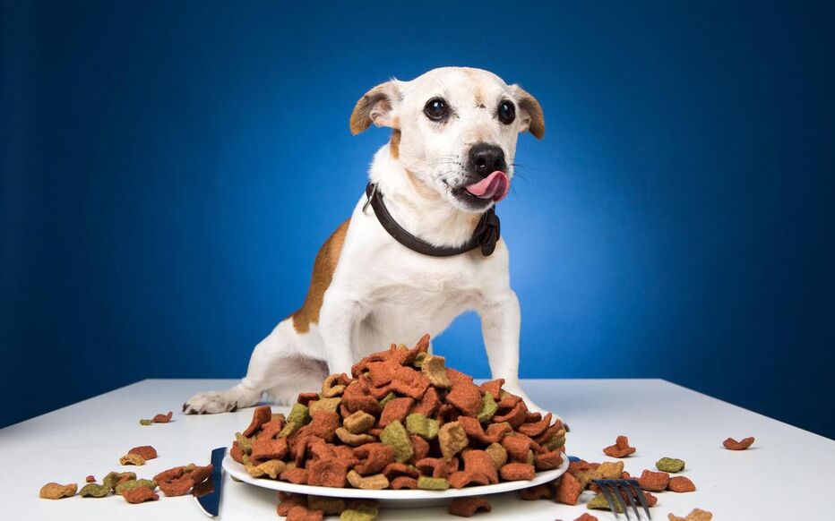 mauvaise-alimentation-chien Jack russel qui mange en grosse quantité